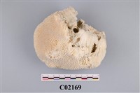 藏品(珊瑚化石)的圖片